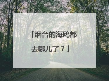烟台的海鸥都去哪儿了？