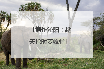 焦作沁阳：趁天抢时麦收忙