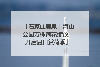石家庄鹿泉丨海山公园万株荷花绽放 开启夏日赏荷季