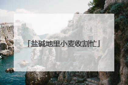 盐碱地里小麦收割忙