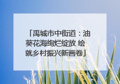 禹城市中街道：油葵花海绚烂绽放 绘就乡村振兴新画卷