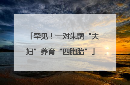 罕见！一对朱鹮“夫妇”养育“四胞胎”