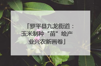 罗平县九龙街道：玉米制种“苗”绘产业兴农新画卷