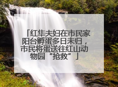 红隼夫妇在市民家阳台孵蛋多日未归，市民将蛋送往红山动物园“抢救”