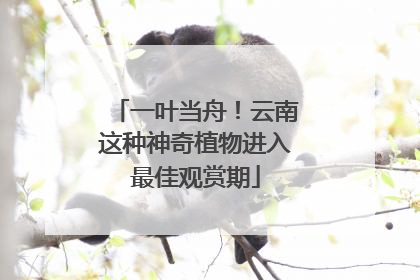 一叶当舟！云南这种神奇植物进入最佳观赏期