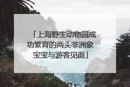 上海野生动物园成功繁育的两头非洲象宝宝与游客见面