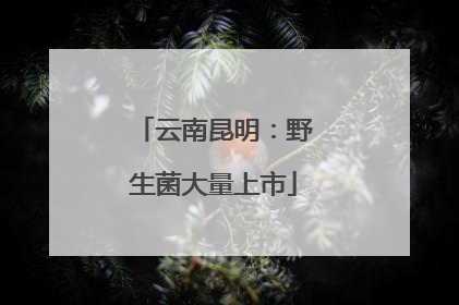 云南昆明：野生菌大量上市