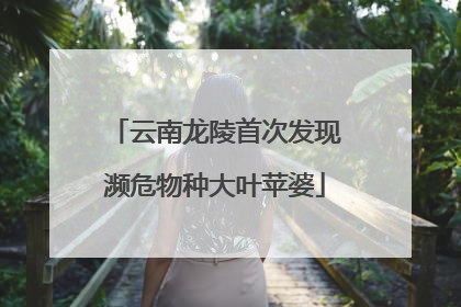云南龙陵首次发现濒危物种大叶苹婆
