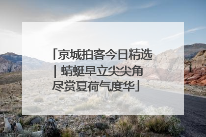 京城拍客今日精选｜蜻蜓早立尖尖角 尽赏夏荷气度华