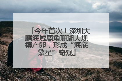 今年首次！深圳大鹏海域鹿角珊瑚大规模产卵，形成“海底繁星”奇观