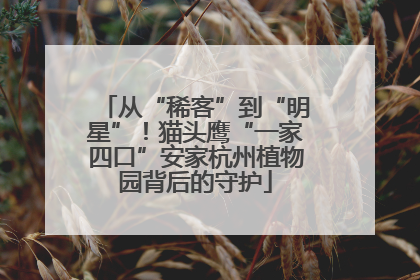 从“稀客”到“明星”！猫头鹰“一家四口”安家杭州植物园背后的守护