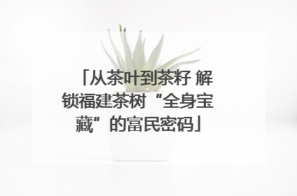 从茶叶到茶籽 解锁福建茶树“全身宝藏”的富民密码