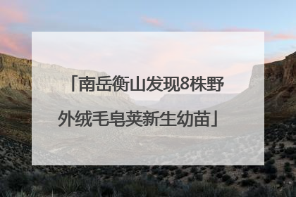 南岳衡山发现8株野外绒毛皂荚新生幼苗