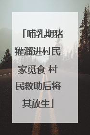 哺乳期猪獾溜进村民家觅食 村民救助后将其放生