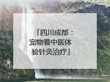 四川成都：宠物看中医体验针灸治疗
