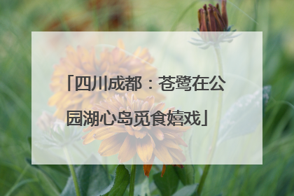 四川成都：苍鹭在公园湖心岛觅食嬉戏