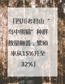 四川老君山“鸟中熊猫”种群数量翻番，繁殖率从15%升至32%