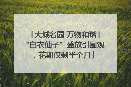 大城名园 万物和谐│“白衣仙子”盛放引围观，花期仅剩半个月