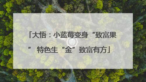 大悟：小蓝莓变身“致富果” 特色生“金”致富有方