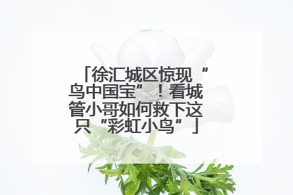 徐汇城区惊现“鸟中国宝”！看城管小哥如何救下这只“彩虹小鸟”
