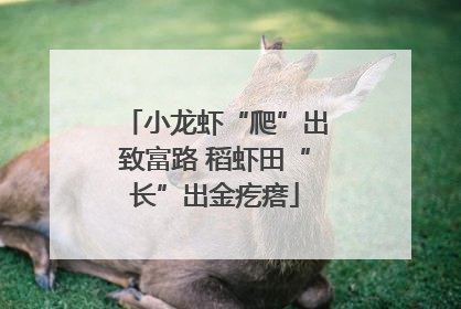 小龙虾“爬”出致富路 稻虾田“长”出金疙瘩