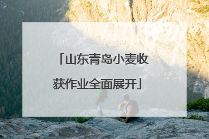 山东青岛小麦收获作业全面展开