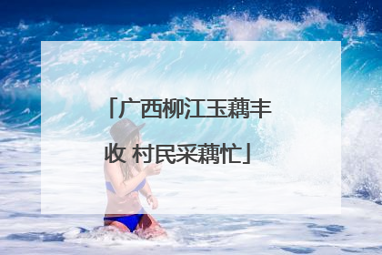 广西柳江玉藕丰收 村民采藕忙