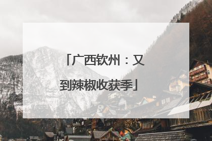广西钦州：又到辣椒收获季