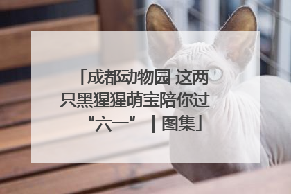 成都动物园 这两只黑猩猩萌宝陪你过“六一”｜图集