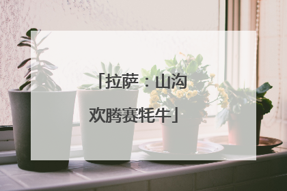 拉萨：山沟欢腾赛牦牛