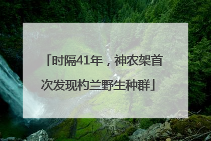 时隔41年，神农架首次发现杓兰野生种群