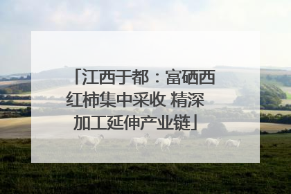江西于都：富硒西红柿集中采收 精深加工延伸产业链