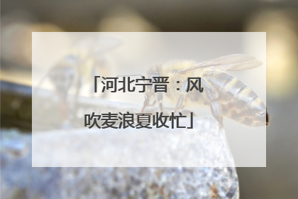 河北宁晋：风吹麦浪夏收忙