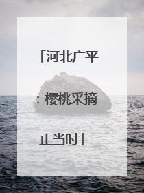 河北广平：樱桃采摘正当时