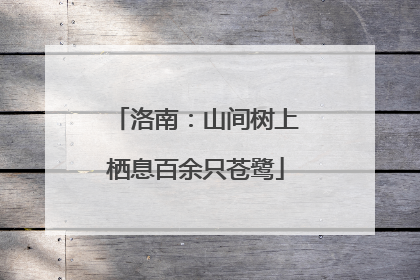洛南：山间树上栖息百余只苍鹭