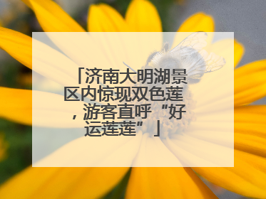 济南大明湖景区内惊现双色莲，游客直呼“好运莲莲”