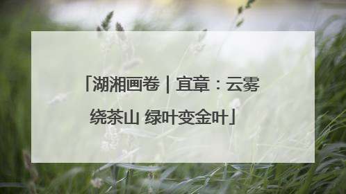 湖湘画卷｜宜章：云雾绕茶山 绿叶变金叶
