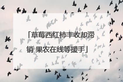 草莓西红柿丰收却滞销 果农在线等援手