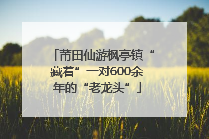 莆田仙游枫亭镇“藏着”一对600余年的“老龙头”