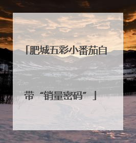 肥城五彩小番茄自带“销量密码”