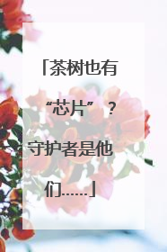 茶树也有“芯片”？守护者是他们……