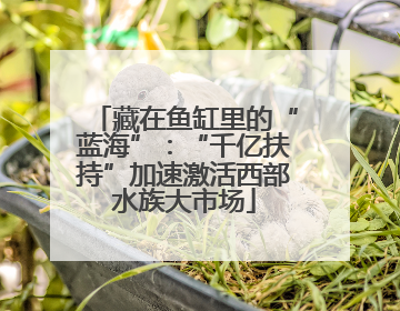 藏在鱼缸里的“蓝海”：“千亿扶持”加速激活西部水族大市场