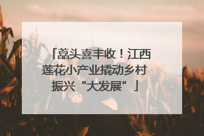 藠头喜丰收！江西莲花小产业撬动乡村振兴“大发展”