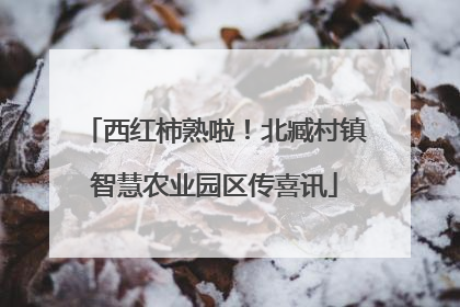西红柿熟啦！北臧村镇智慧农业园区传喜讯