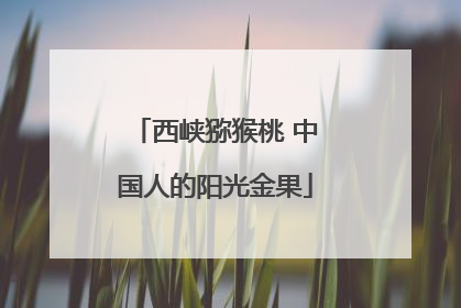 西峡猕猴桃 中国人的阳光金果