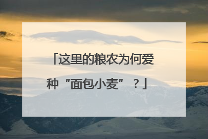 这里的粮农为何爱种“面包小麦”？