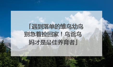 遇到落单的雏鸟幼鸟别急着捡回家！鸟爸鸟妈才是最佳养育者