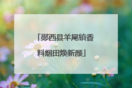 郧西县羊尾镇香料烟田焕新颜