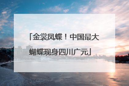 金裳凤蝶！中国最大蝴蝶现身四川广元