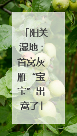 阳关湿地：首窝灰雁“宝宝”出窝了